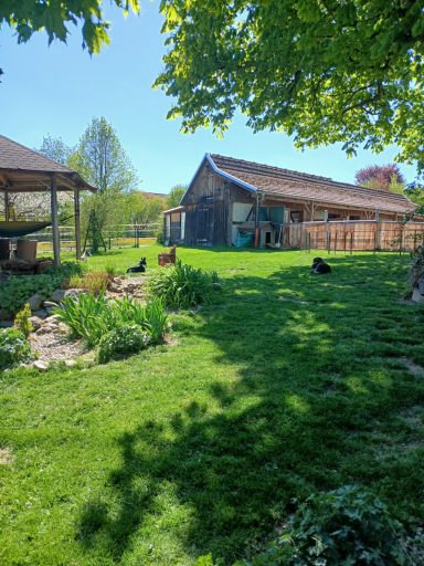 Der "Hundegarten"